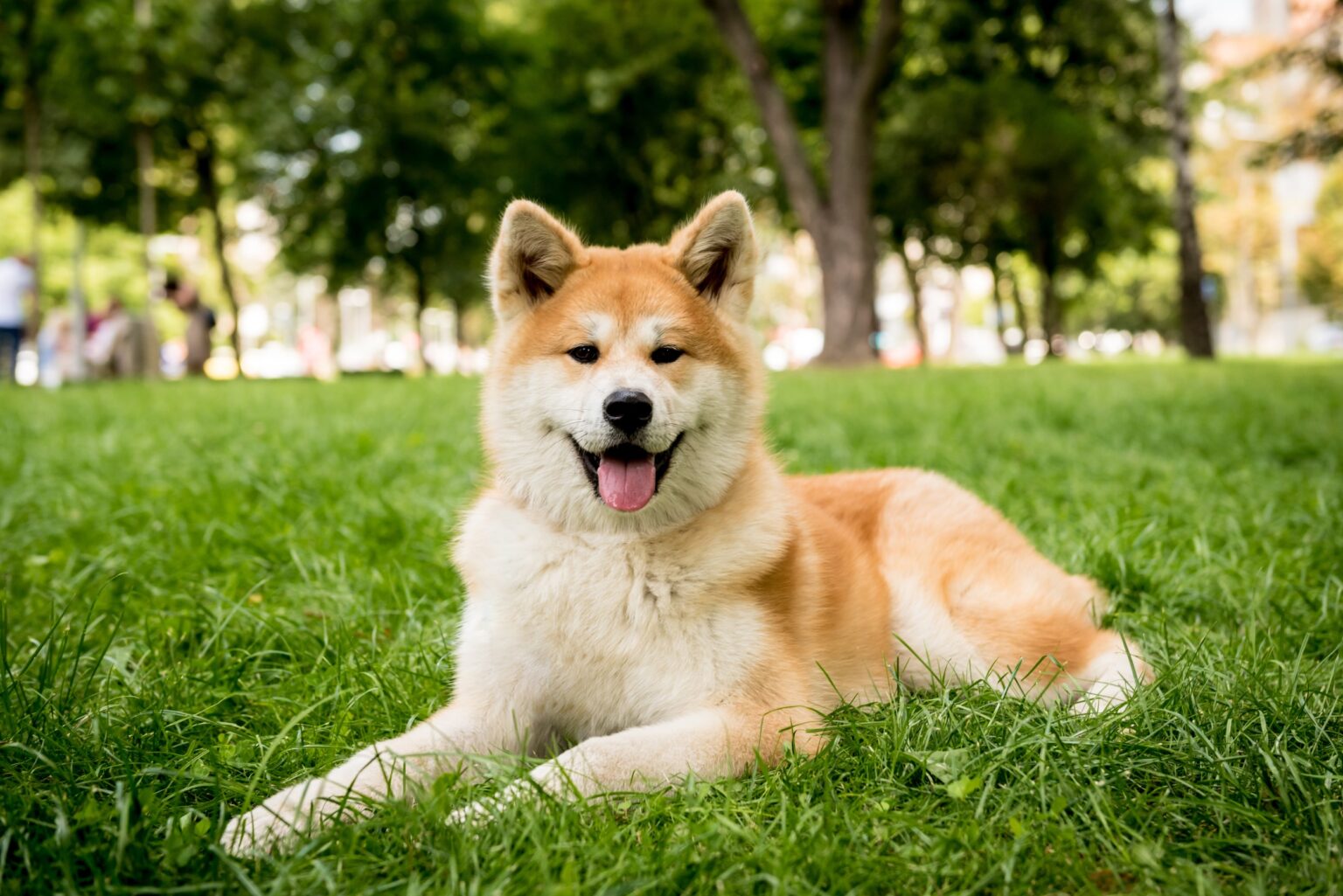 Authentic Japanese dog breeds